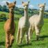 LAMAS